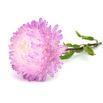 Aster peoniowy - biało-różowy
