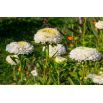 Aster pomponowy - biały