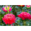 Aster pomponowy - czerwony