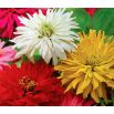 Cynia wytworna chryzantemowa - mieszanka