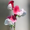 Groszek pachnący Pink Cupid - ekstra karłowaty, zwarty, krzaczasty typ, idealny do wiszących koszy, donic i pojemników