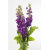 Lewkonia letnia Excelsior Miracle mid blue