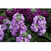 Lewkonia letnia Excelsior Miracle mid blue
