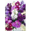 Lewkonia letnia Excelsior - mieszanka