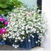 Lobelia przylądkowa biała - Stroiczka