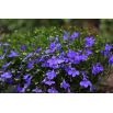 Lobelia przylądkowa niebieska - Stroiczka