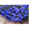 Lobelia przylądkowa niebieska - Stroiczka