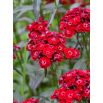 Goździk brodaty Scarlet Beauty - szkarłatny