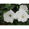 Petunia wielkokwiatowa - biała