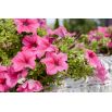Petunia wielkokwiatowa - różowa