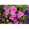 Petunia wielkokwiatowa - różowa