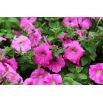 Petunia wielkokwiatowa - różowa