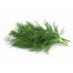 Koper ogrodowy Bouquet - do doniczek - NASIONA OTOCZKOWANE