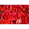 Papryka Jalapeno - bardzo ostra, czerwona