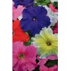 Petunia ogrodowa - Kaskada - mieszanka kolorów - Superkaskadia