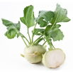 Kalarepa Wener Witte