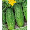 Ogórek Hela F1 - gruntowy, długi do konserwowania i kwaszenia