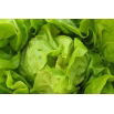 Sałata Zina - głowiasta, masłowa, zimująca bez osłon