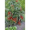 Pomidor Garden Perle - intensywnie czerwony, typu cherry
