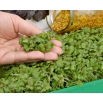 Microgreens - Gorczyca sarepska - młode listki o unikalnym smaku
