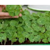 Microgreens - Nasturcja niska - młode listki o unikalnym smaku