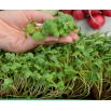 Microgreens - Rzodkiewka czerwona - młode listki o unikalnym smaku