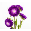 Aster pomponowy - fioletowy
