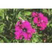 Petunia o kwiatach strzępiastych - różowa