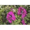 Petunia o kwiatach strzępiastych - różowa