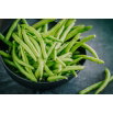Fasola Nomad - szparagowa, późna, odporna na choroby