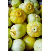 Ogórek Citron - gruntowy, żółty, cytrynowy