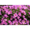 Aster karłowy Pepite - mieszanka