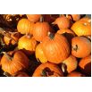 Dynia ozdobna Halloween - najlepsza do rzeźbienia
