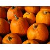 Dynia ozdobna Halloween - najlepsza do rzeźbienia