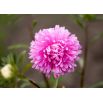 Aster chryzantemowy Beryl - różowy