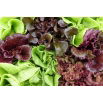 Mieszanka Sweet Mesclun - mieszanka sałat liściowych