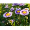 Aster - Liliput Moonshine - mieszanka