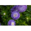 Aster pomponowy Bolero - jasnoniebieski