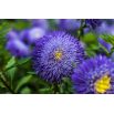 Aster pomponowy Bolero - jasnoniebieski