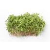 Baby Leaf - Portulaka warzywna