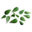 Baby Leaf - Portulaka warzywna