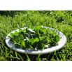 Baby Leaf - Portulaka warzywna