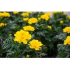 Aksamitka Petite Yellow - rozpierzchła