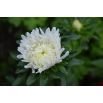 Aster peoniowy Perła