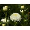 Aster peoniowy Perła