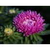 Aster - Duchesse - różowy
