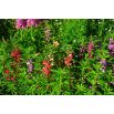 Niecierpek Balsamina niski - mieszanka