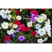 Petunia niska - mieszanka