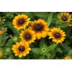 Rudbekia niska - mieszanka