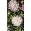 Aster chryzantemowy - biały